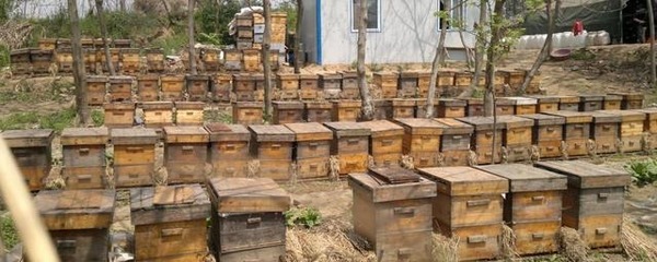 農村養蜂合作社銷售蜂蜜，到底要不要證件？老蜂農的經驗之談