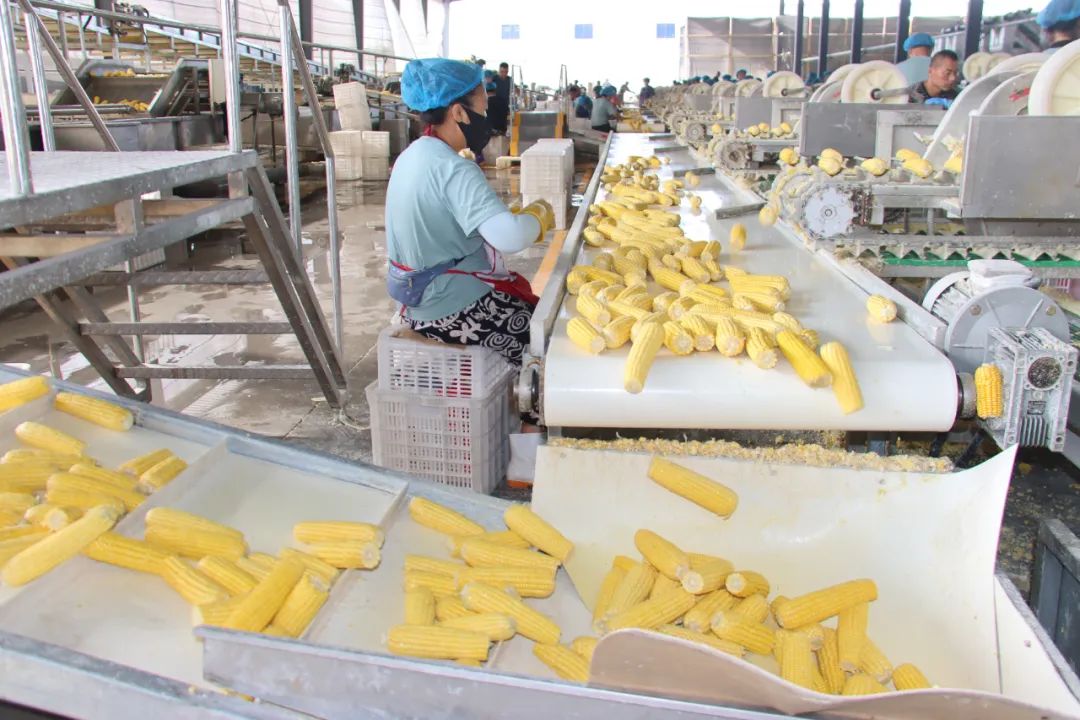 易中易 鮮食玉米搶“鮮”上市 初級農產品銷售迎新機